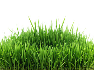 Obraz premium green grass