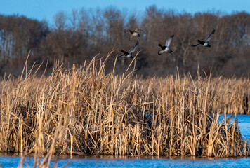 Redheads in flight over marsh in spring