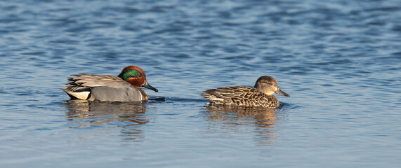 Green-winged teal pair laofing
