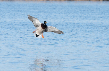 Mallard drake landing