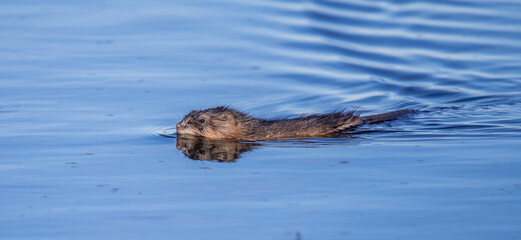 Fototapeta premium Muskrat swimming