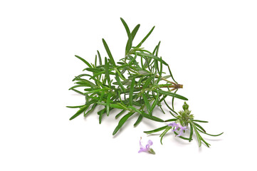 Rosemary sprig flowering isolated on white background. Aromatic evergreen shrub