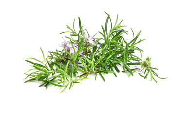 Rosemary sprig flowering isolated on white background. Aromatic evergreen shrub