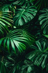 A closeup of leaves creates an atmosphere of mystery and intrigue in a dark green palm tree forest.