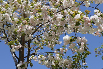 満開のヤマザクラ(Cerasus jamasakura)