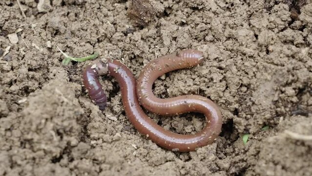 one earthworm crawling  in wet soil