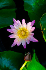 Top view of beautiful lotus flower and leaves in black background