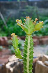 Beautiful young shoots of Malayan spurge tree on blury garden background