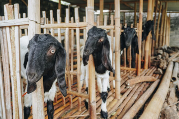 Portrait of traditional cage made from wood and bamboo in Indonesia rural area with goat or lamb...