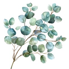  eucalyptus leaves and branch painting illustration