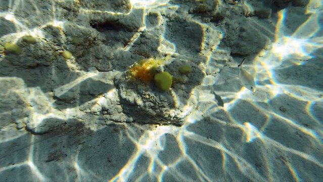 Video of the underwater life at the shallow water of Elafonissi Beach. Crete. Greece