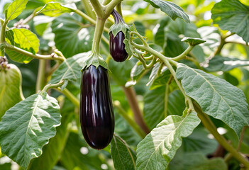 Organically Grown Greenhouse eggplants