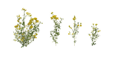 wheat ears isolated on white