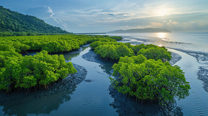 Fototapeta premium Green mangrove forest and mudflat at the coast 