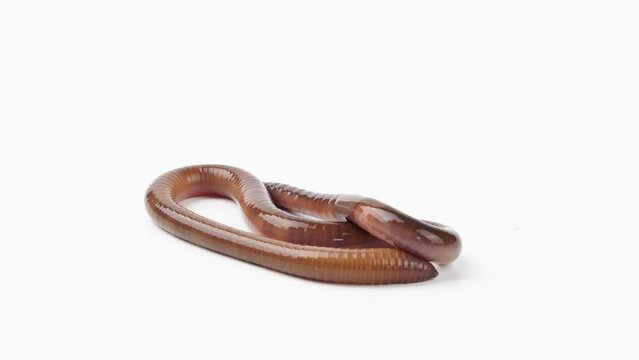 one earthworm crawling on white background