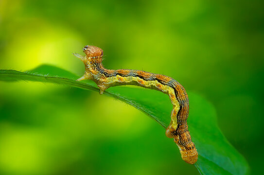 Colorful caterpillar of Mottled Umber (Erannis defolaria). Natural green background.