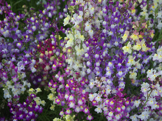 Full frame natural background of blooming clovenlip toadflax or Linaria bipartita mixed color flowers