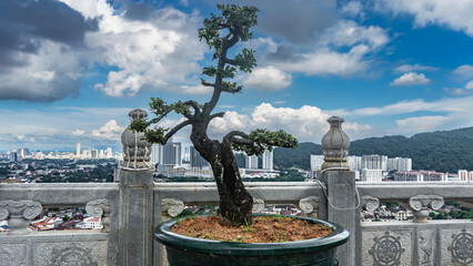 A dwarf bonsai tree with intricately curved branches and trunk grows in a pot next to a stone fence...
