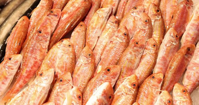 Selection of fresh red mullets with vibrant hues on plate