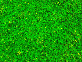 Fototapeta premium Dense Green Grass with Yellow Flowers. Field of Yellow Flowers in Green Grass. Yellow Flower Dots in Lush Greenery. Vibrant Green Ground with Yellow Spots. Spring Grass with Abundant Yellow Flowers