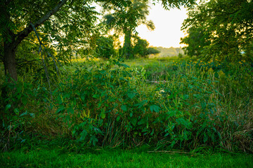 a field with a plant in the foreground and a blurry background of trees.