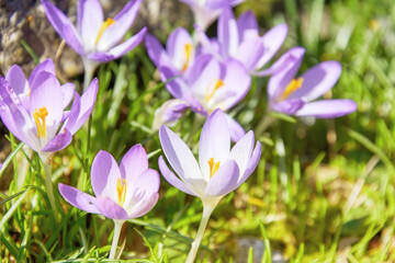 Sunny meadow with fresh blossom purple crocus flowers. Springtime plants and nature backgrounds