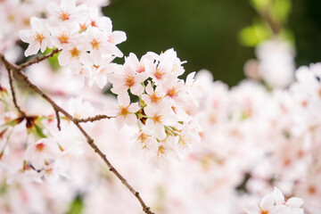 桜の花と春の訪れ