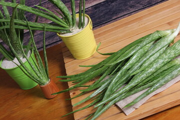 Fresh Raw Aloe Vera on Table After Harvest