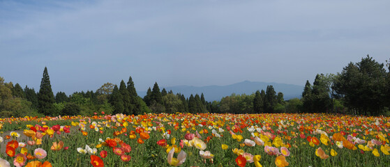 Beautiful colorful poppy flowers field in bloom in Kyushu nature landscape with forest and...
