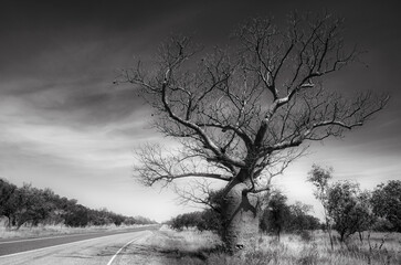 Boab tree from Western Australia in black and white.