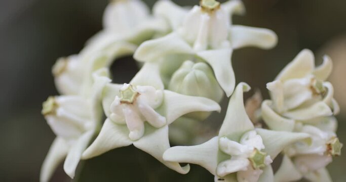 Crown flower with white color, giant Indian milkweed, calotropis gigantic, swallowwort  in a spring garden