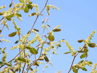 若葉を開いたトサミズキ