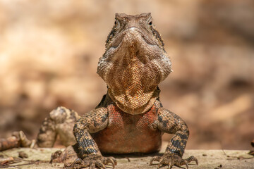 The Australian water dragon, which includes the eastern water dragon and the Gippsland water dragon subspecies, is an arboreal agamid species native to eastern Australia from Victoria northwards to Qu