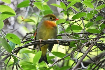 red billed leiothrix in a forest