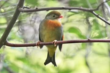 red billed leiothrix in a forest