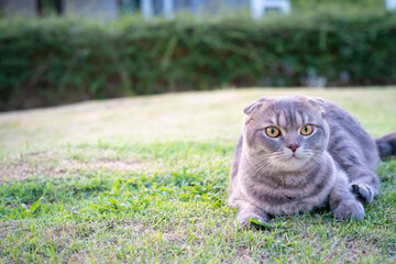 Cute grey scottish fold tabby cat lying down on grass