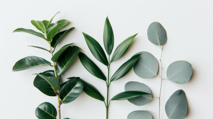 Three green leaves are arranged in a row on a white background. The leaves are different sizes and shapes, but they all have a similar color. The arrangement creates a sense of harmony and balance - obrazy, fototapety, plakaty