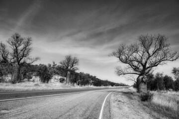 Boab tree crossing into Northern Territory black and white. Road