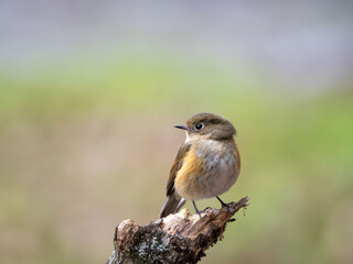 森の中で枯れ木に留まっているルリビタキ