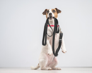 Jack Russell Terrier dog holding a leash and calling for a walk. 