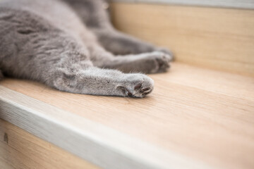 Closeup shot of the cat's paws