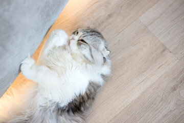 Cute cat lying on wooden floor, concept of pets