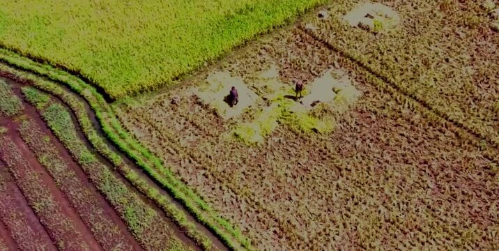 aerial video of paddy fields with rice plants that are still green, rice that is yellow and several plots that have already finished harvesting
