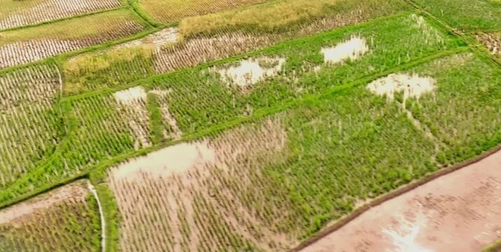 aerial video of paddy fields with rice plants that are still green, rice that is yellow and several plots that have already finished harvesting