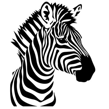 Striped zebra