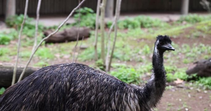 Ostrich with distinctive dark feathers and long neck