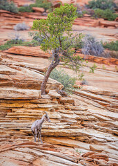 Mountain Goat over Zion