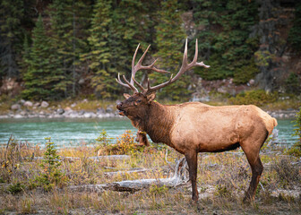 Bugaling Elk
