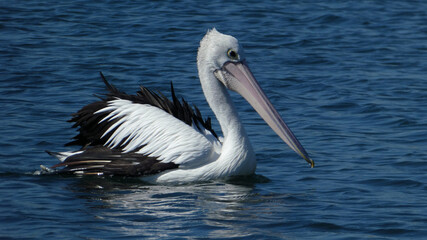 Fototapeta na wymiar pelican floating alone on water in Sydney, Australia