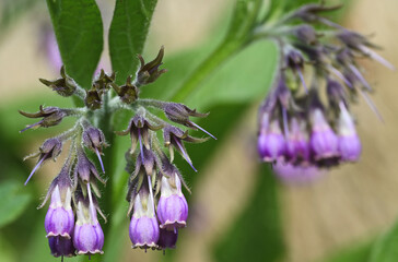 Beautiful close-up of symphytum officinale